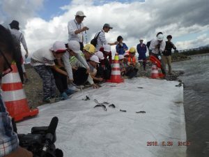 山女魚の放流