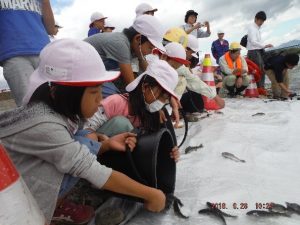 山女魚の放流